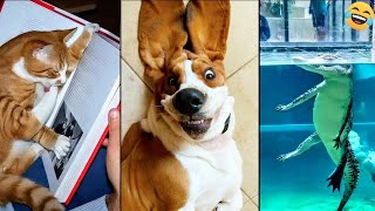 Funny ANIMALS videos 🤣 Funniest CATS😺 and DOGS🐶 Funny Videos