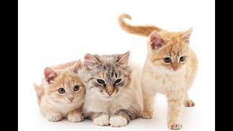 Animal Funny video!!! 2023