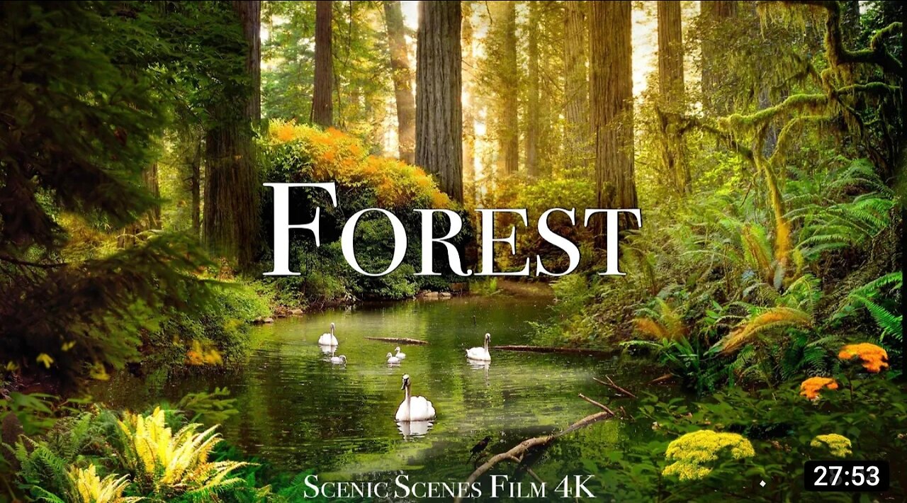 Forest In 4K The Healing Power Of Nature Sounds Forest Sounds Scenic Relaxation Film