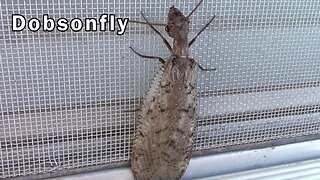 A Dobsonfly Away From Water. The Adult Form of a Hellgrammite.