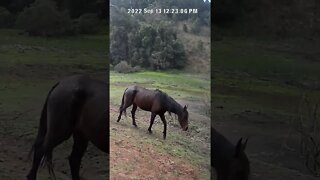 The secret life of horses