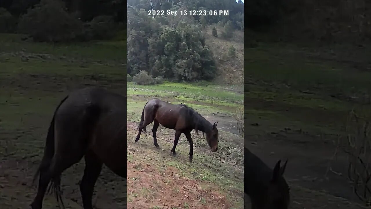 The secret life of horses