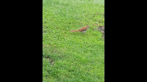 Brown Thrasher Tries A Peanut