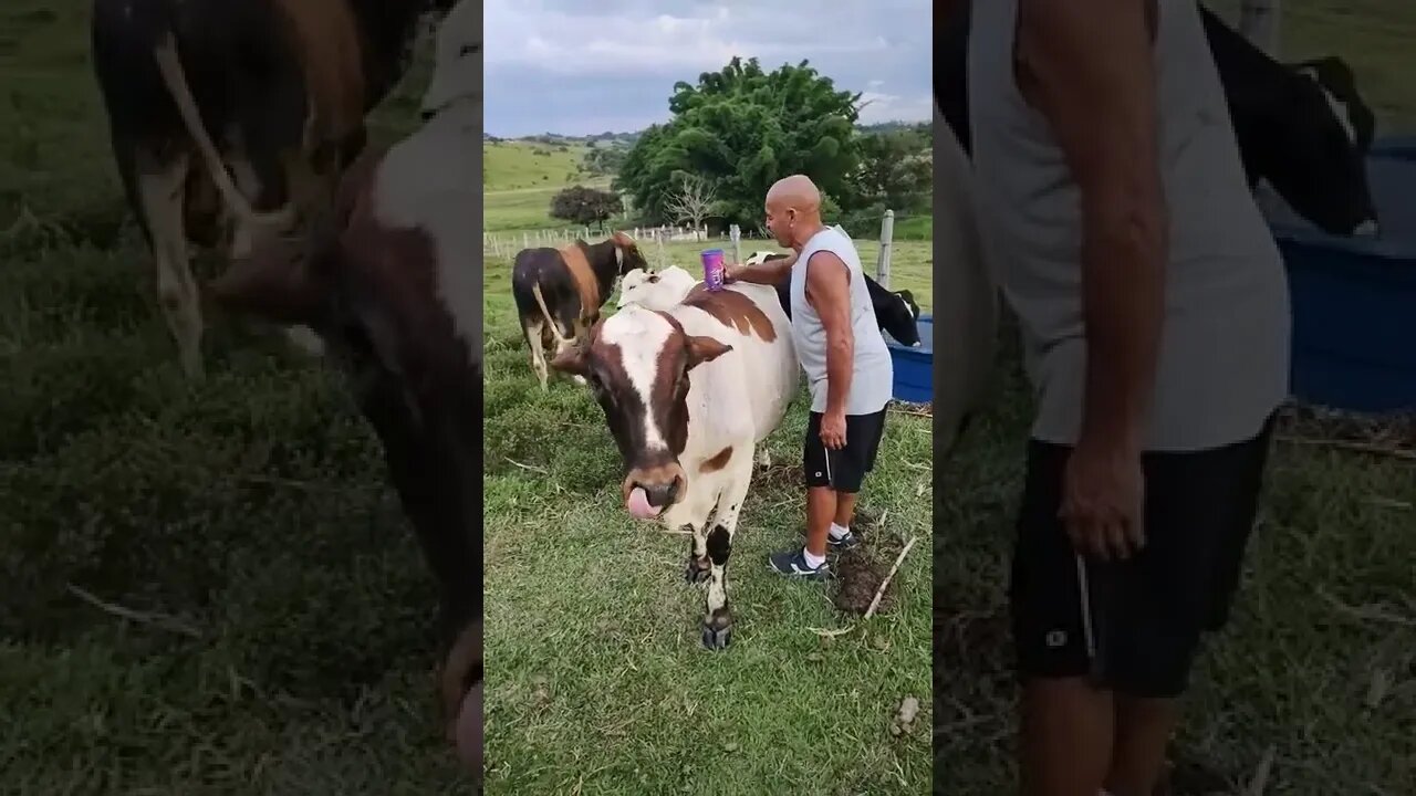 Boi bem cuidada é assim ( boi manso )