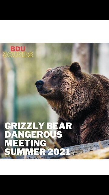 Grizzly Bear Dangerous Meeting ❗ Summer 2021
