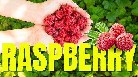 Discover the Charm of Raspberry Garden: A Fruit Lover’s Paradise! | Village Vibes