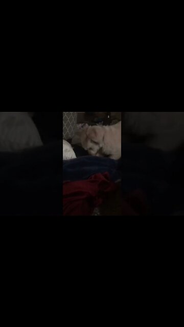 Funny Pet Videos [Dog trying to dig thru the blanket] #shorts #dog #funnyvideo #pets