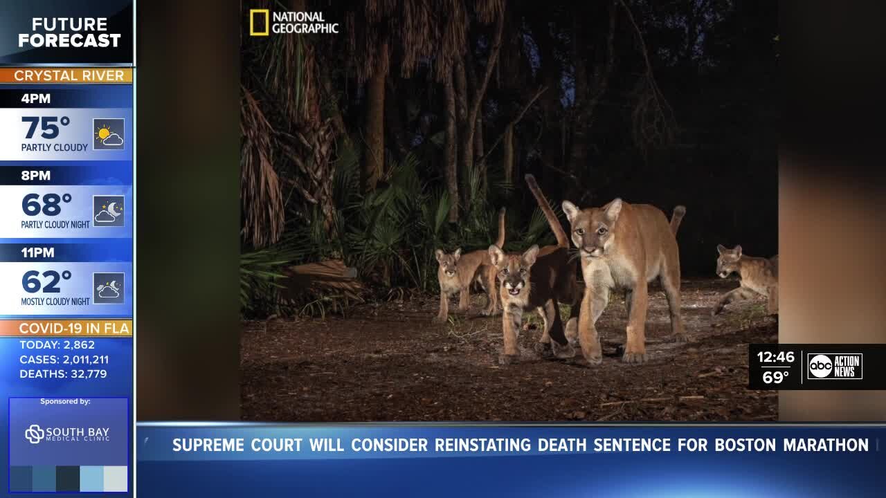 Interview with photographer who took rare photos of endangered Florida panther