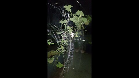 SpiderHome 🕷️🕸️