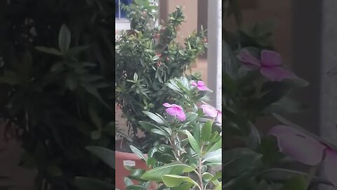 natural video
