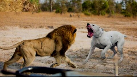 Lion 🆚Dog🐕 Dangerous fighting video