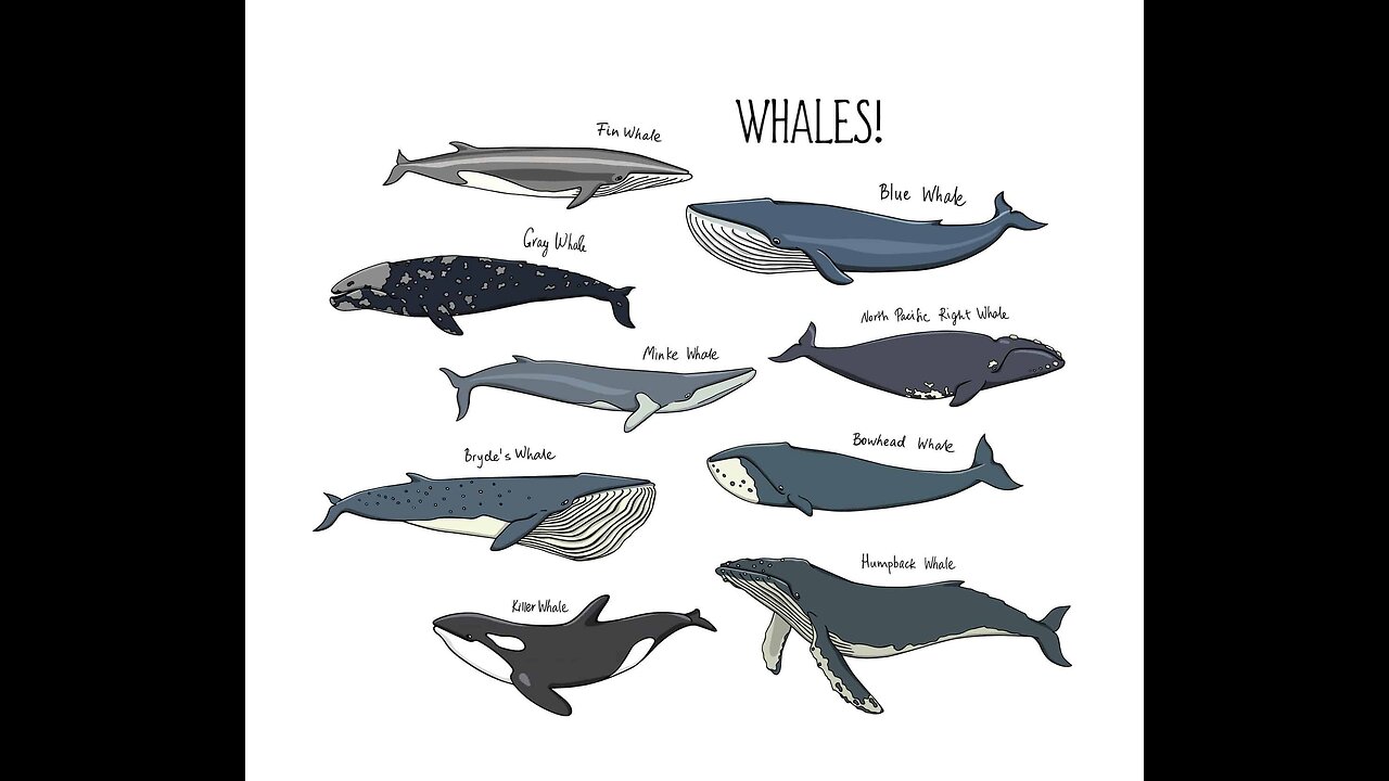 Slideshow show tribute to Whales 🐋 .