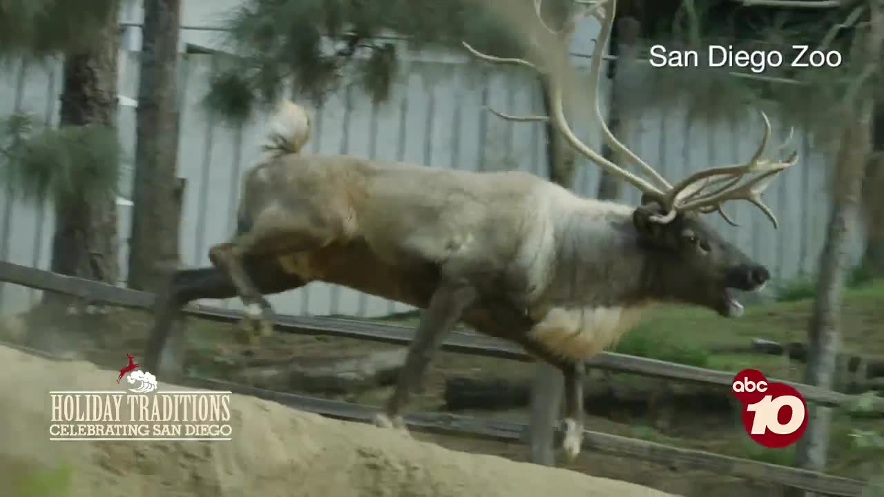 San Diego Zoo rings in the season with Jungle Bells
