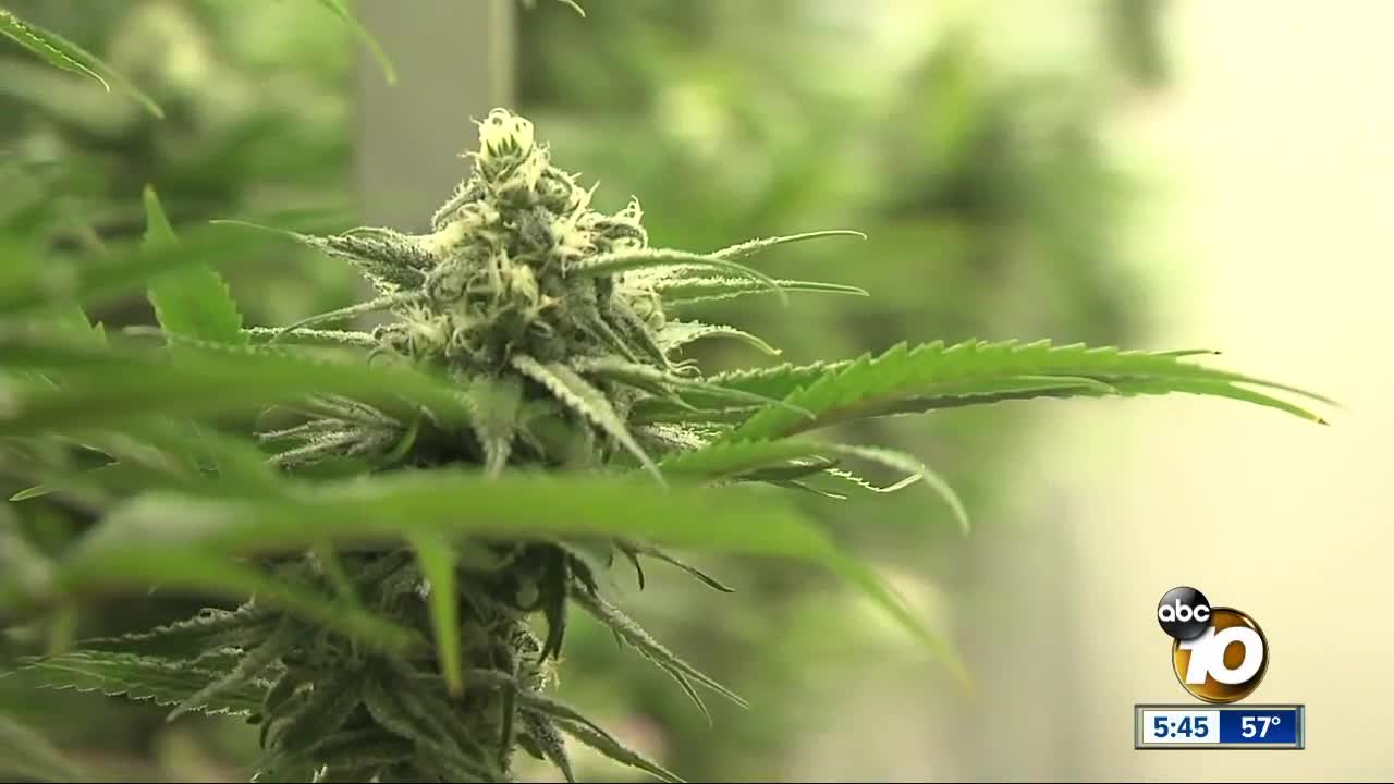 San Diego job seekers invited to cannabis job fair