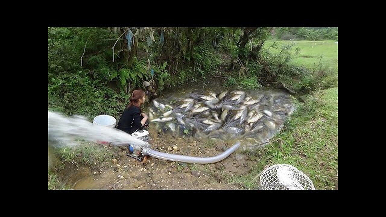 Using a large capacity pump, pumping water outside the natural lake, catching many big fish | Ep08