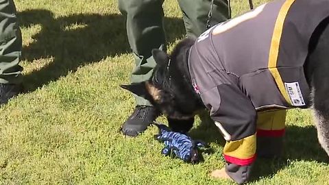 Las Vegas K9 officer Knight chews up shark