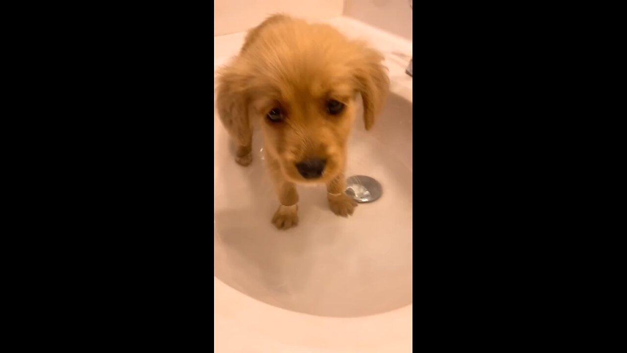 Dog Bath