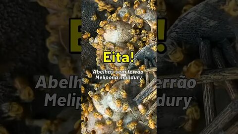 Eita! De onde saíram tantas abelhas? 🐝😱 #Shorts