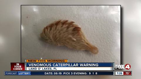 Venomous caterpillar sends Florida boy to ER