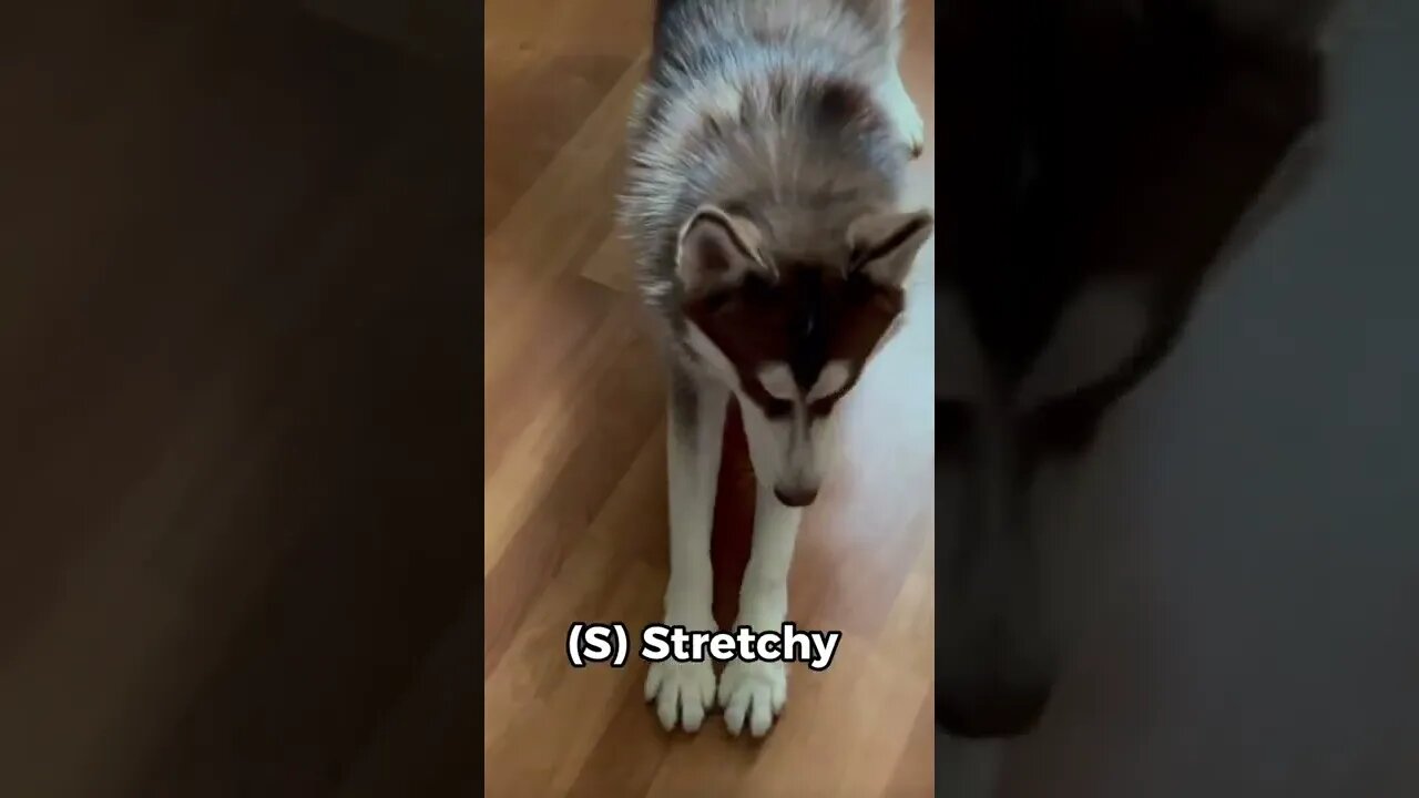 Definition of a Husky