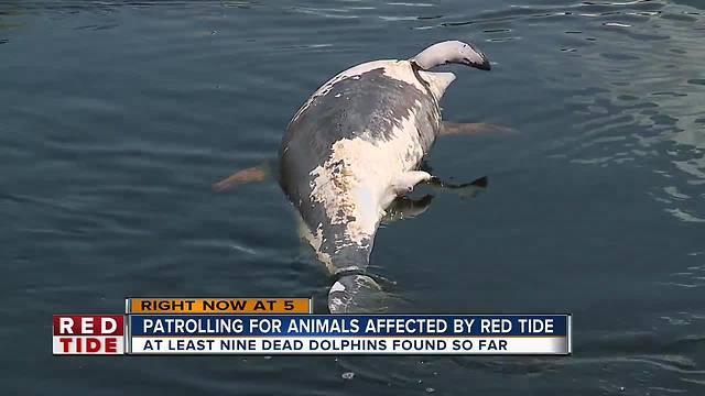 Local crews search water for dead animals from red tide