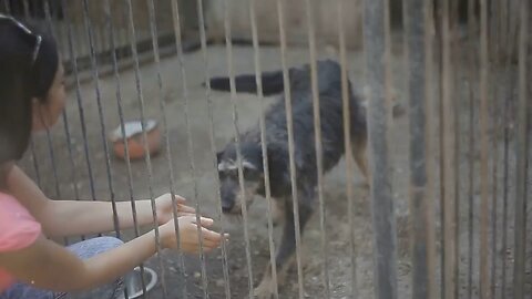 Homeless Dogs & Cat’s need your help!