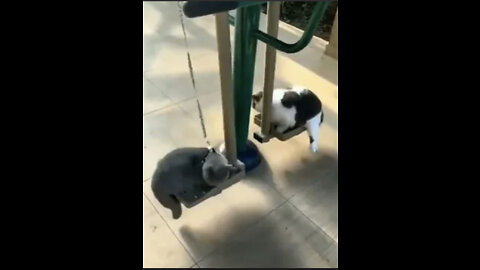 Funny Swinging Cats