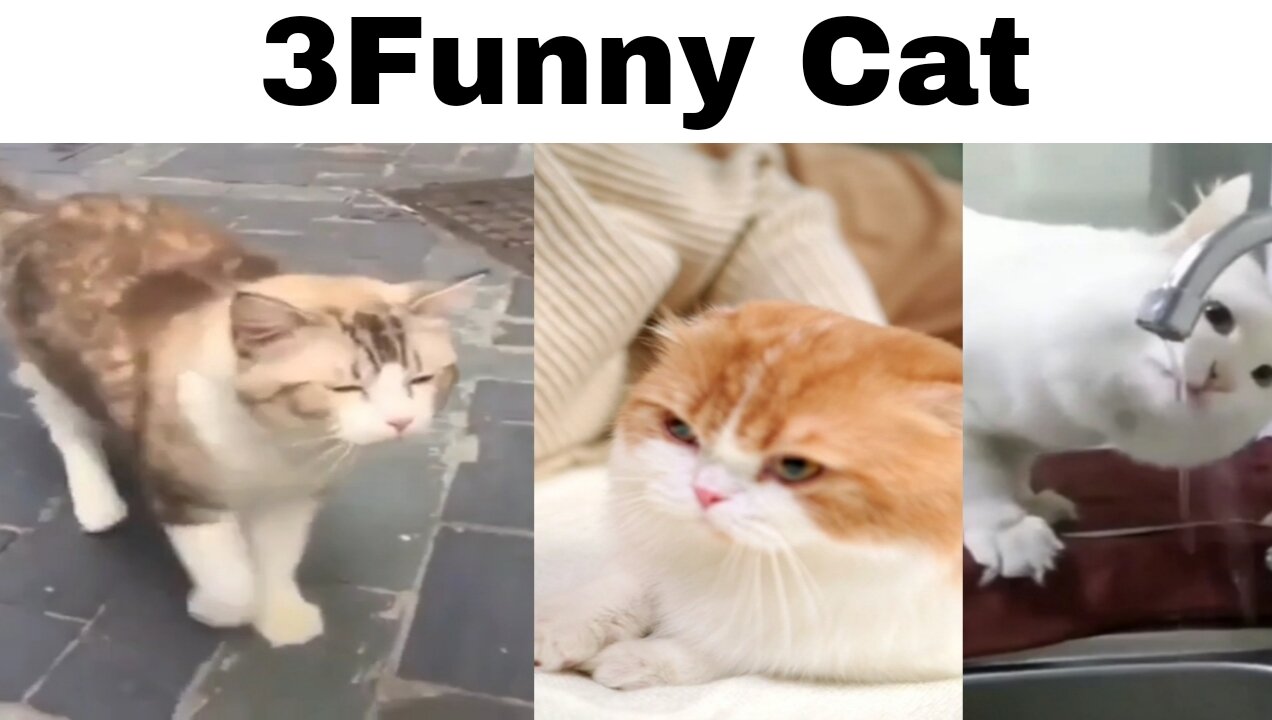 3Funny Cat😂😂