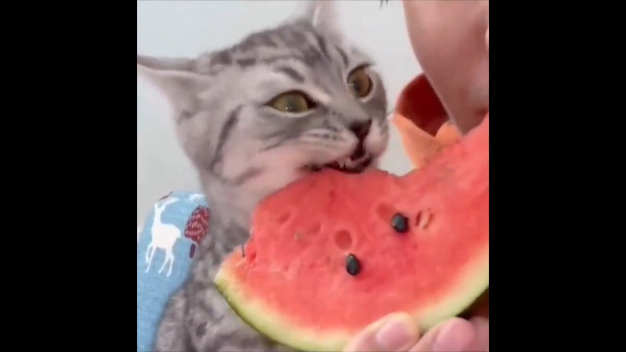 When He Realized Red Is The Good Part Of The Watermelon…