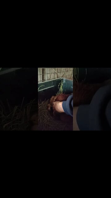 Good Morning Forest, lots of chicks today