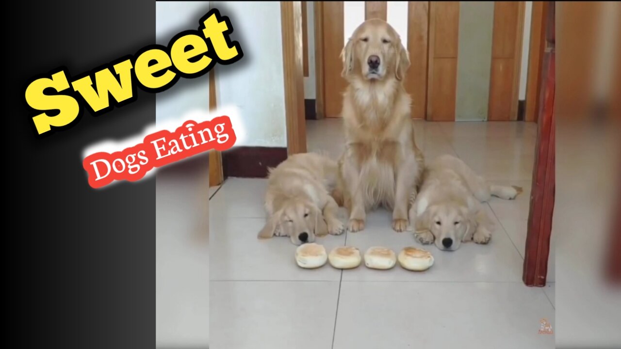 Cute Dogs Eating || Funny Dogs Eating Foods||Dogs Eating||