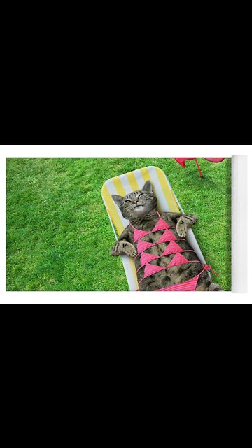 You scared the cat 🐱