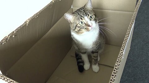 Funny Cat Stalks Toy from the Box