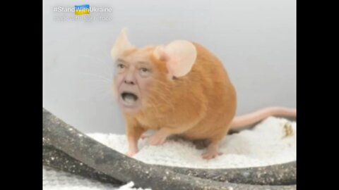 The Ultimate Donald Trump Mouse Meme! 🐭