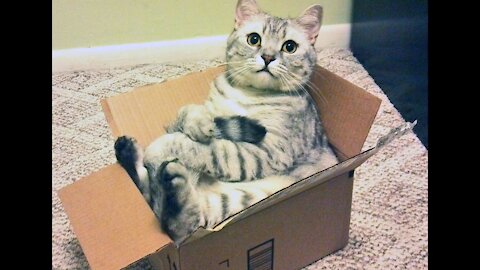 Los Videos más graciosos Gatos jugando con Cajas. Muy Divertido!