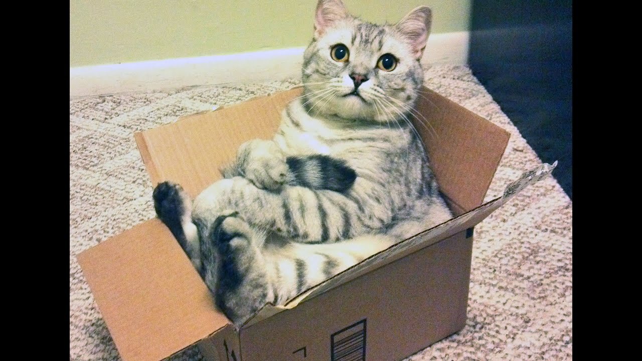 Los Videos más graciosos Gatos jugando con Cajas. Muy Divertido!