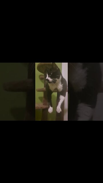 Would You Name Your Cat This? #cats #cute #catshorts