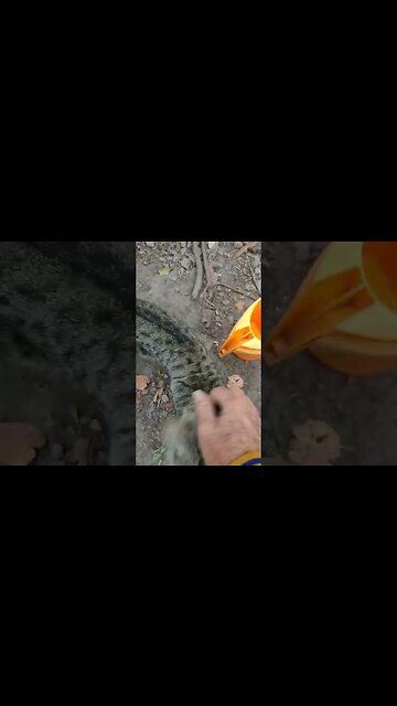 Good Morning Skippy, getting some attention