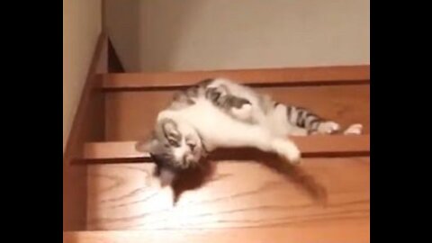 Don't Laugh Lazy Cat Fall Down the Stairs