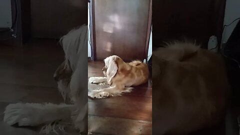 #dogshow , #animals , #dogs , #shortsvideo (1)