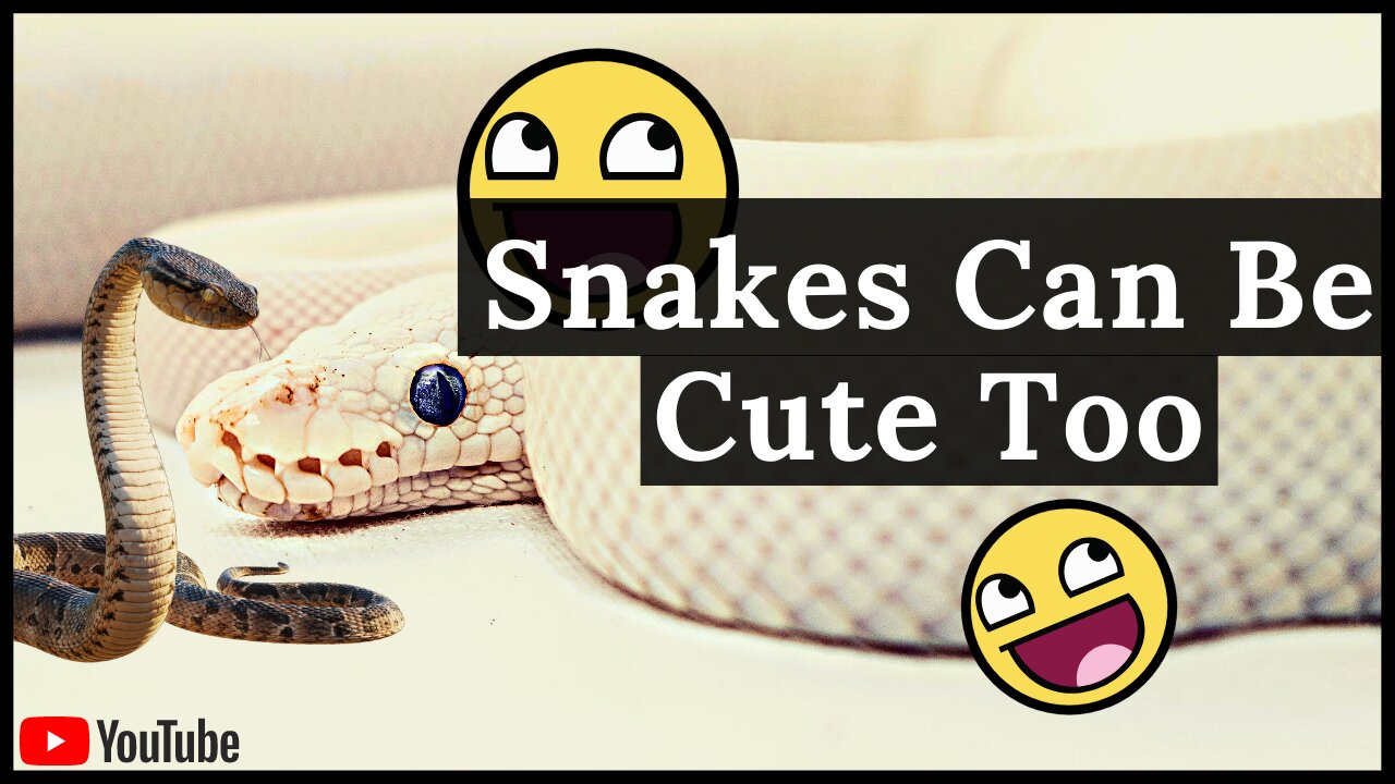 Beautiful snakes in the world #short #Snake | AnimalZillion