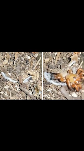 Trapdoor spider seizes insect in a split second