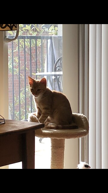 Funny Cat named Mango