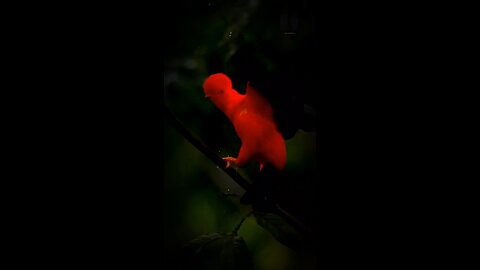 Andean cock-of-the-rock Unwitting Fact!