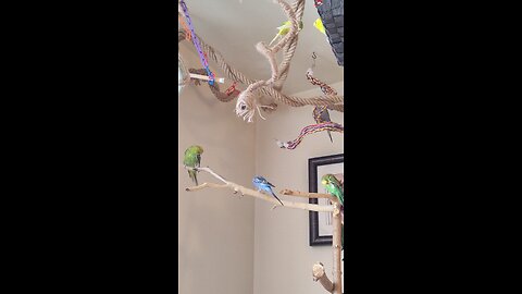 Busy Budgies