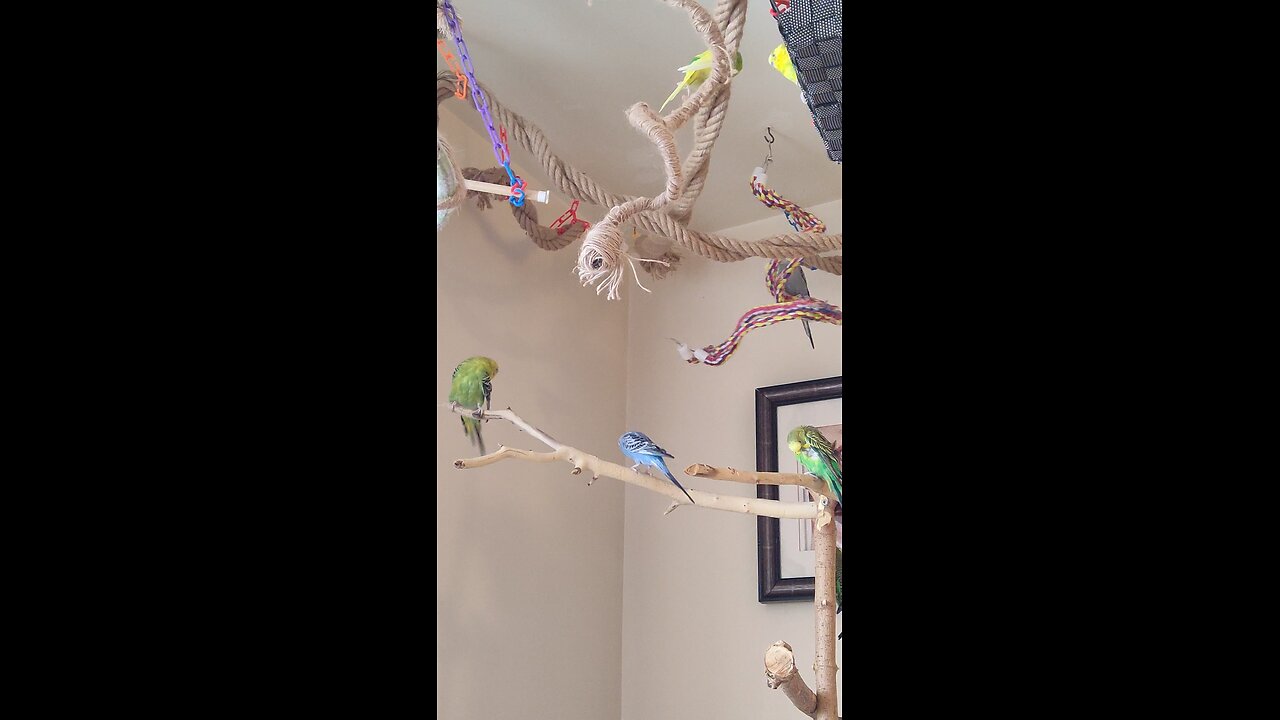 Busy Budgies