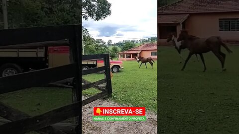 Cavalgada dos cavalos #shorts #roça #animals #bicho #fazenda #agro #sitio #agropecuaria #haras #sp