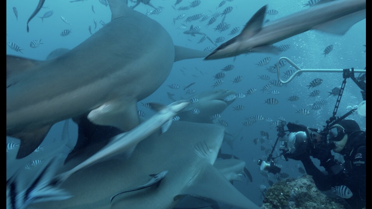 Divers surrounded by Bull Sharks!