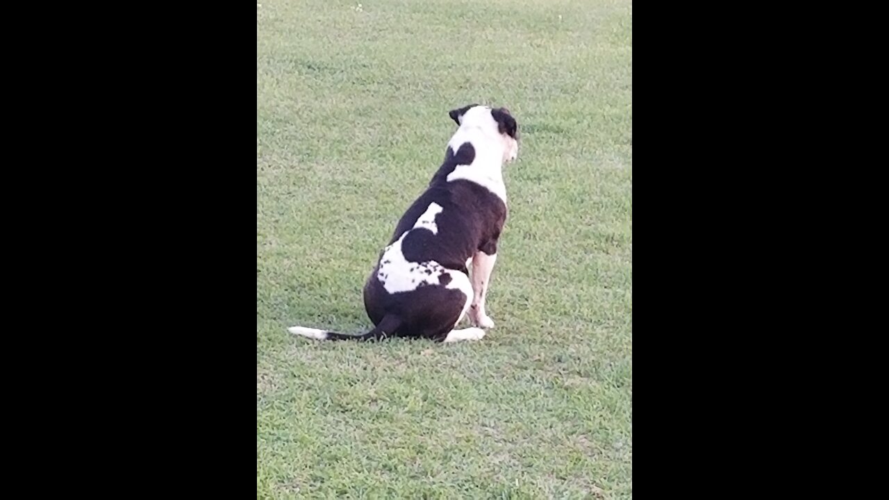 AMERICAN PIT EATS A BONE