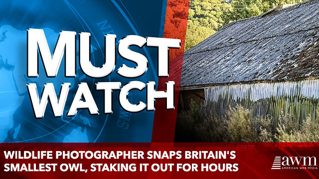 Wildlife photographer snaps Britain's smallest owl, staking it out for hours